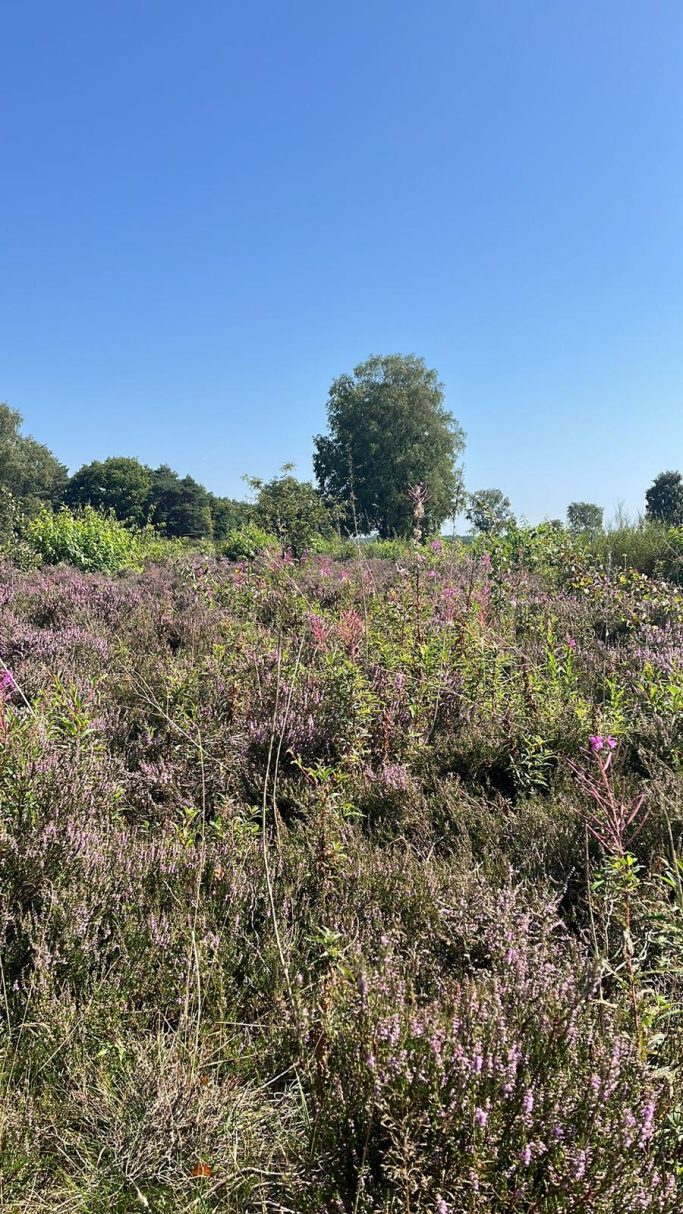 Hilversum, wandelcoach